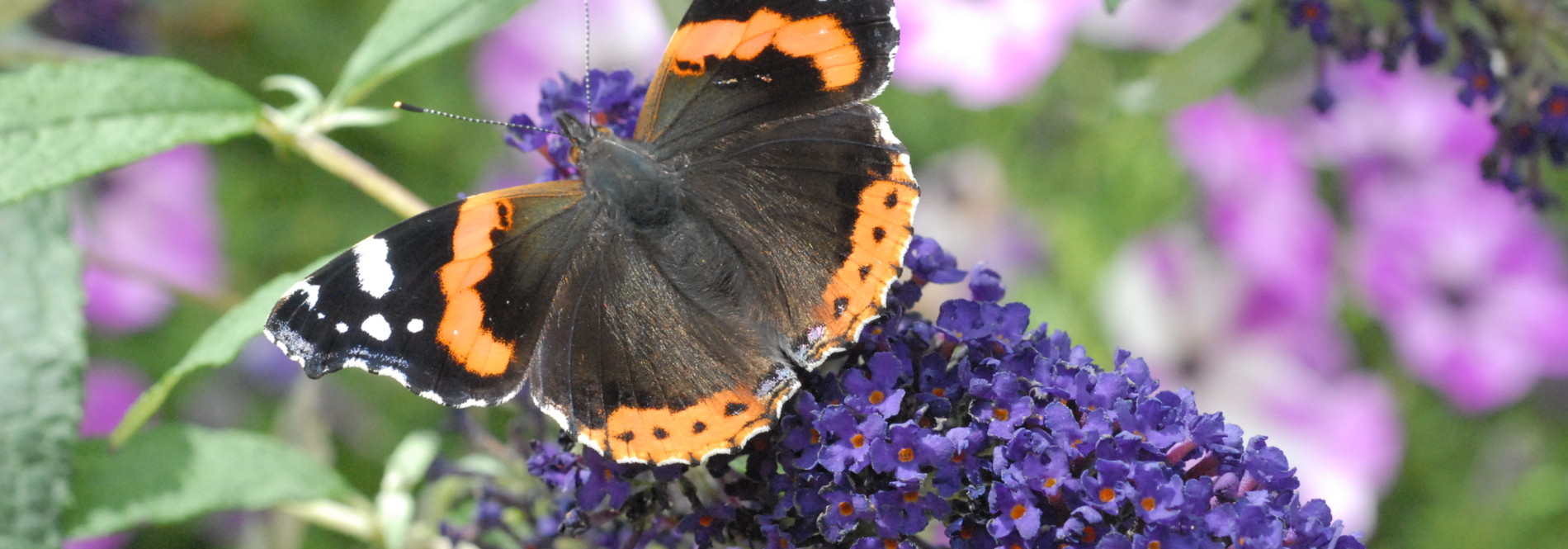 Buzz™ Indigo - Buddleja Collection