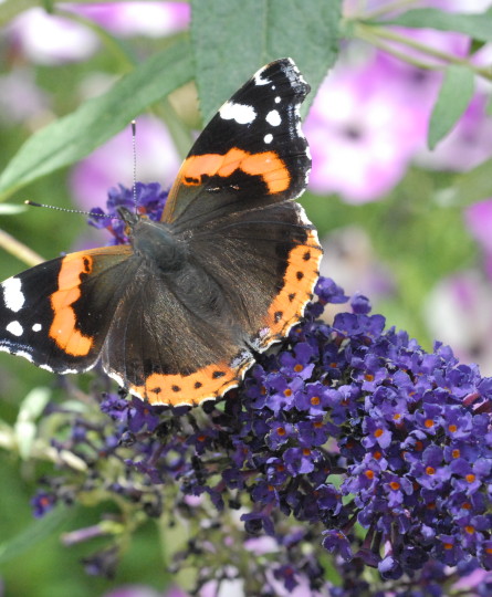 Buddleja Davidi - Buddleja Collection