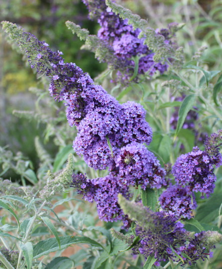 Buddleja davidi - Buddleja Collection