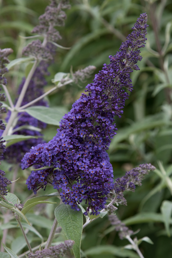 Ellen’s Blue - Buddleja Collection