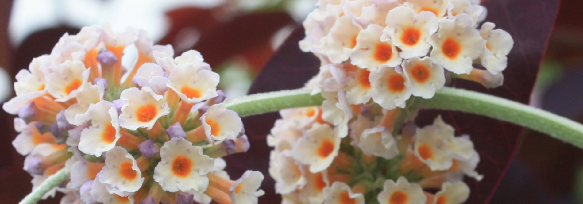 X Weyeriana Moonlight - Buddleja Collection