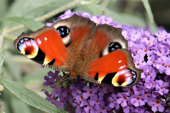 The National of Buddleja Collection is in full flower 25th July ...