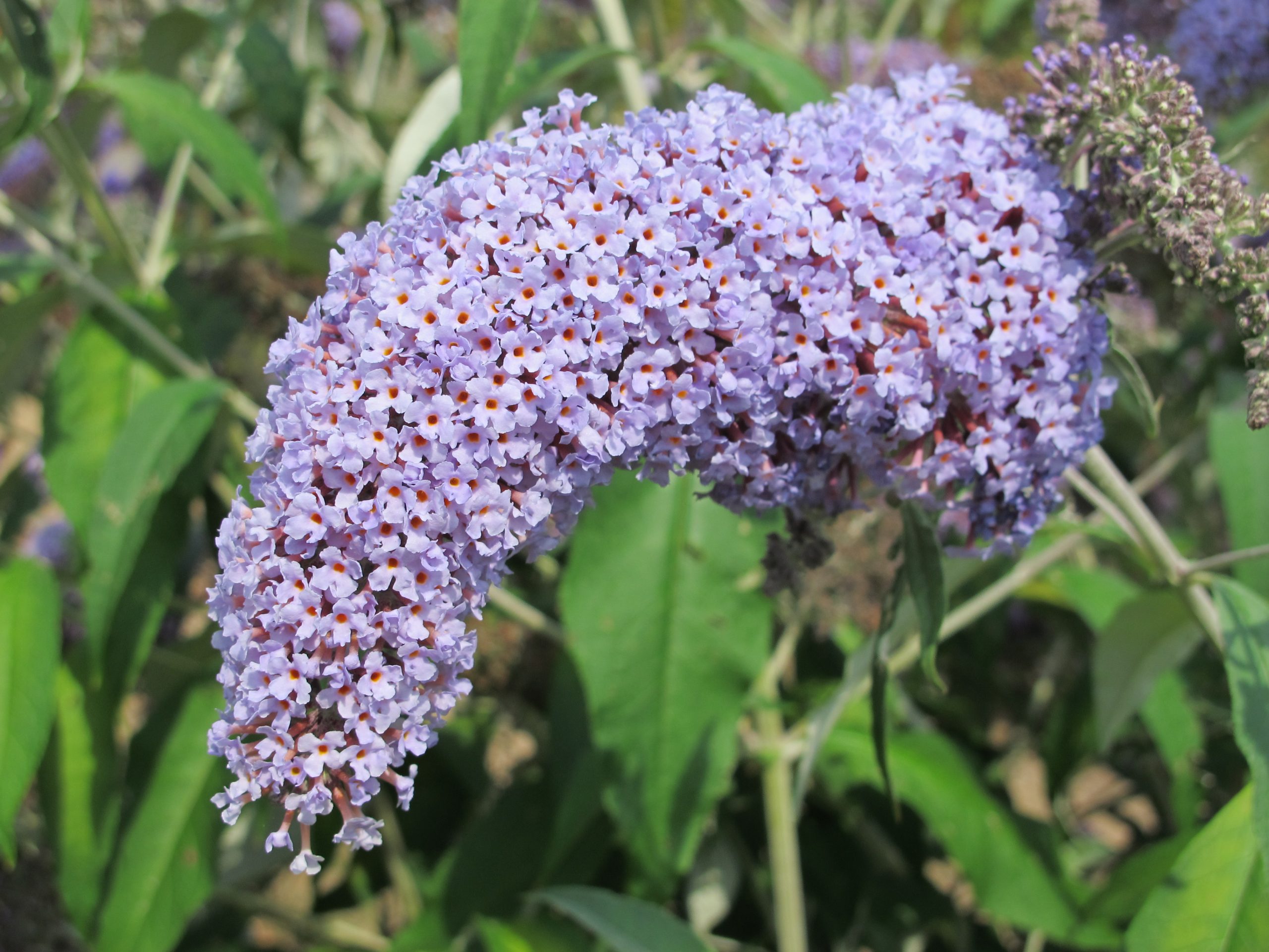 Butterfly Heaven Buddleja Collection